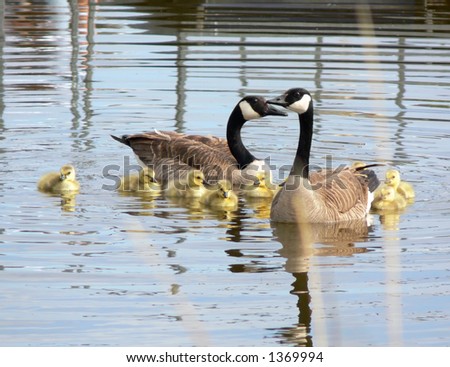 Two adult geese with several tiny yellow chicks, swimming in a body of water in spring.