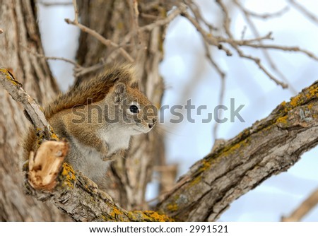 Squirrel perched on a branch with space for text on the right.
