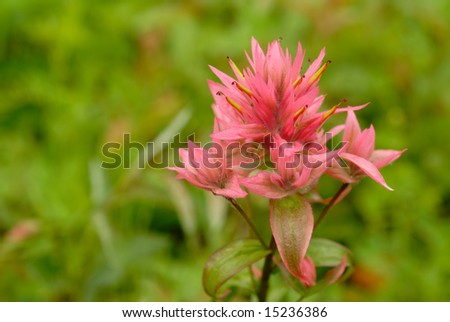 Beautiful pink Indian Paintbrush, also known as Prairie-fire.