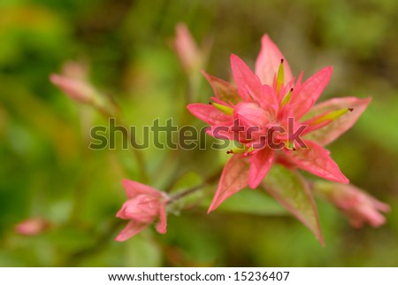 Pair of beautiful pink Indian Paintbrush blooms, also known as Prairie-fire.