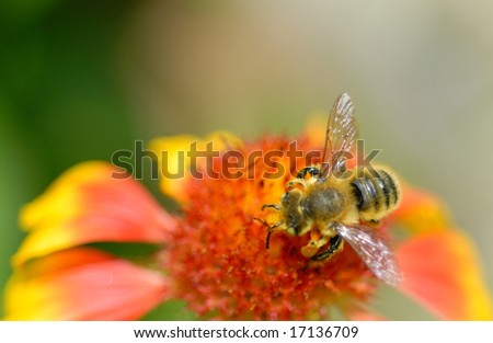 Macro of an industrious bee on a blanket flower
