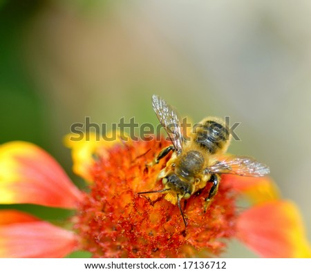Macro of an industrious bee on a blanket flower