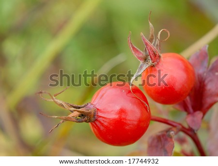 Macro of two red rose-hips 