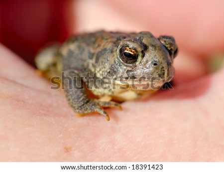 Macro of tiny toad in a man's hand.
