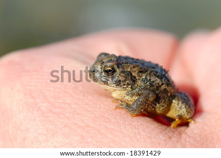 Macro of tiny toad in a man\'s hand.