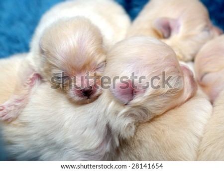 Small Pomeranian Puppies