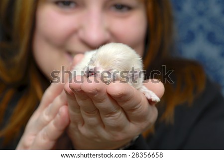 Small Pomeranian Puppies