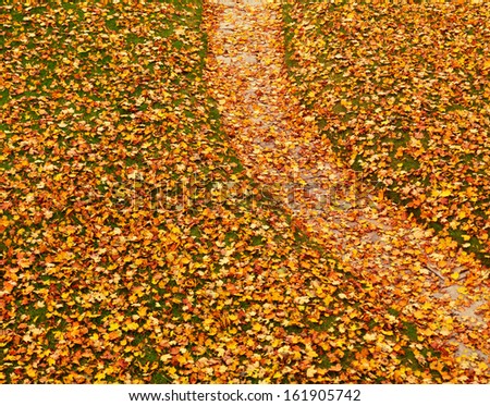 Lawn and a path covered with fallen yellow autumn maple leaves artistic background