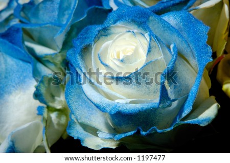 white rose flowers. stock photo : Blue white rose