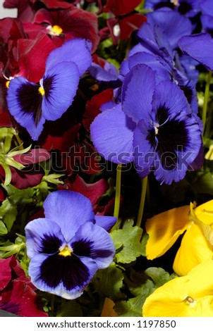 Beautiful violet purple spreading violas flowers background