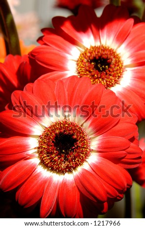 Red daisy flowers background