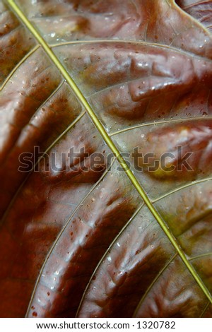 Big red leaf closeup macro organic background texture