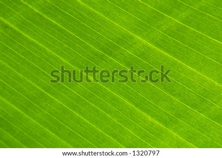 Big green leaf closeup macro organic background texture