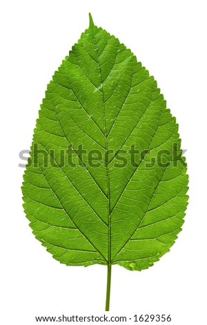 stock photo Big green tree leaf texture isolated on white background