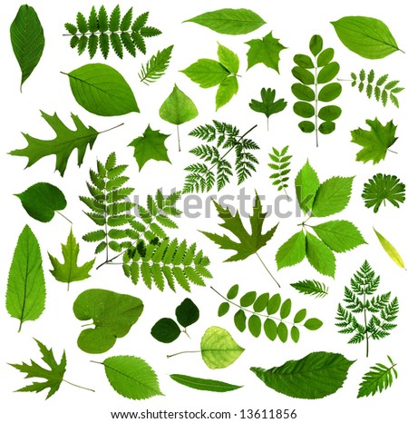 All sorts of green leaves from trees and shrubs isolated on white background