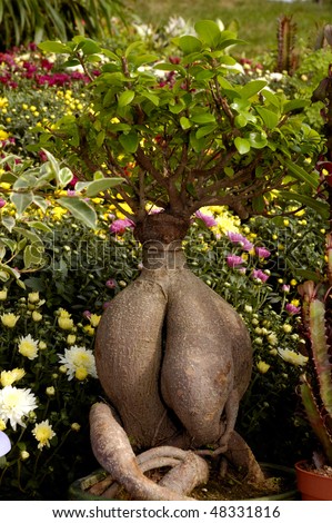 money tree bonsai. stock photo : Bonsai tree in a