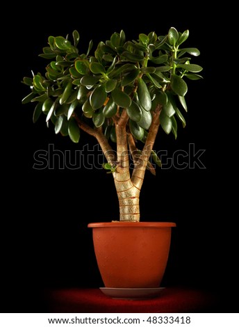 money plant crassula. stock photo : Crassula ovata