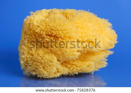 Natural sea sponge from Cyprus Isolated on blue background