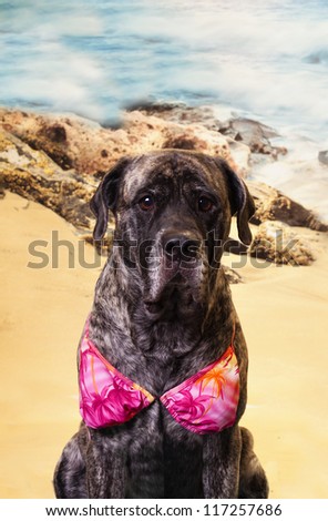 Cute and funny picture of an english Mastiff dog in a beach scene and bikini.