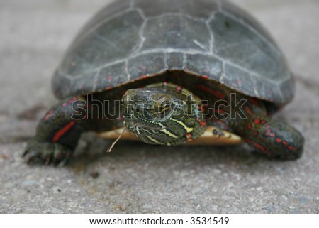Grumpy looking turtle