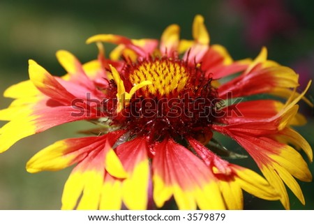 beautiful marco of a blanket flower