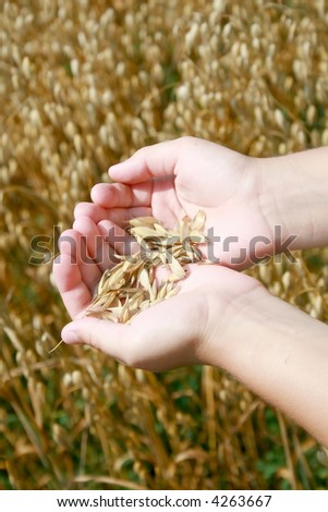 Holding a crop of wheat, future farmer hands.