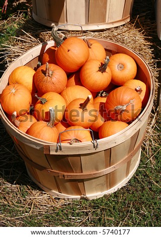 Mini pumpkins for sale at market.