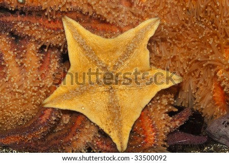 Close up on the under side of a  Pacific ocean Penny star fish.