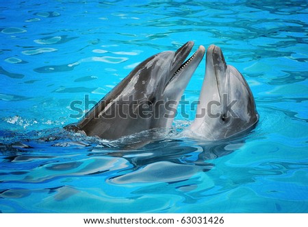 Pair of dolphins dancing in light-blue water