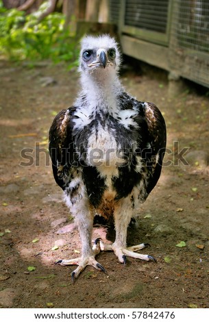 baby golden eagle pictures. photo : Golden eagle baby