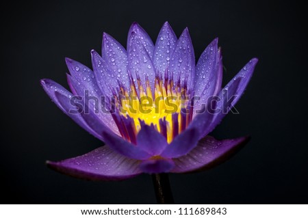 Purple water lotus on black background