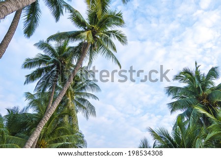 Coconut palms park