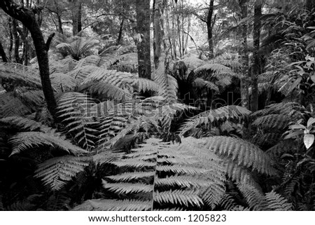 Tasmanian wilderness, with giant Tasmanian fern in black and white.
