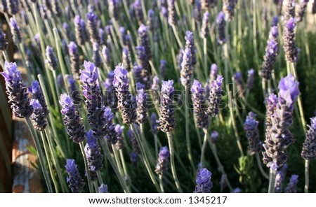 Bush of deep purple lavender
