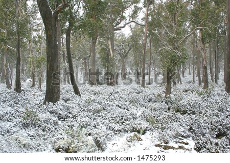 Snowscape, North Tasmania.