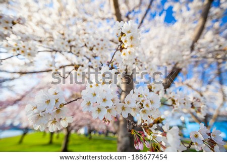 Cherry Blossom Festival. Washington, DC