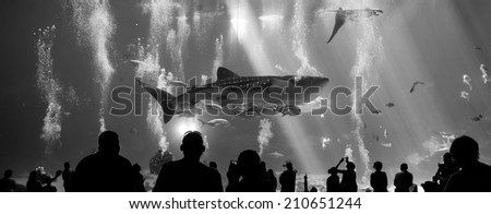 whale sharks and many kinds of fish swimming in aquarium with people observing  back, white