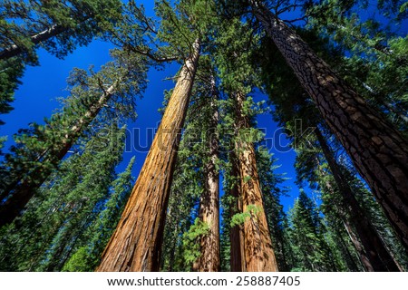 Giant Trees in Yosemite National Park,California