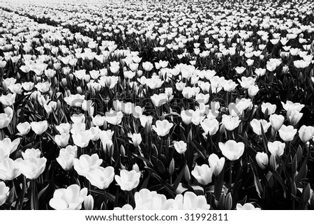 tulips field. Black and white image