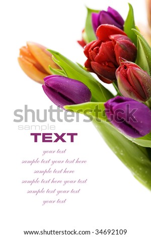 fresh tulips with water droplets on white background (with sample text)