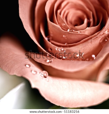 Beautiful orange rose with droplets. Selective focus