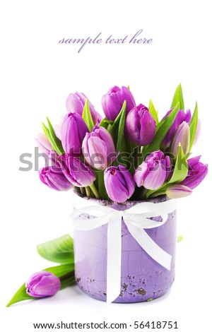 Pink tulips on white background with sample text Pink tulips on white background with sample text