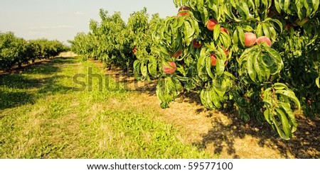 Row of fruit trees.  Ripen peaches in Italy