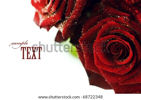 red roses with water droplets on white background with sample text