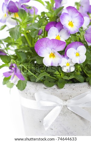 viola flowers in a pot