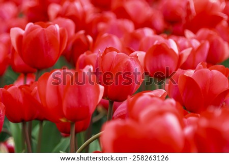 Glorious array of red tulips close-up in the flower fields of Holland