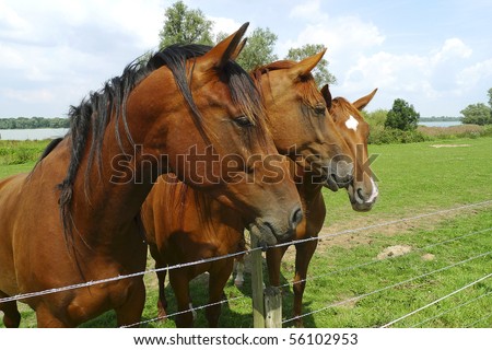Three horses standing side by side by a fence