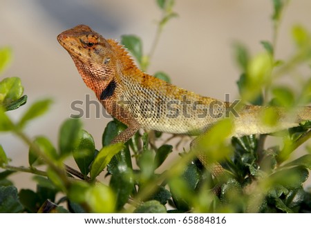 Oriental Garden Lizard, Calotes versicolor, crawling through a hedge