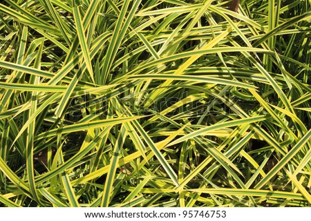 Spider plant, green ornamental grass like plant