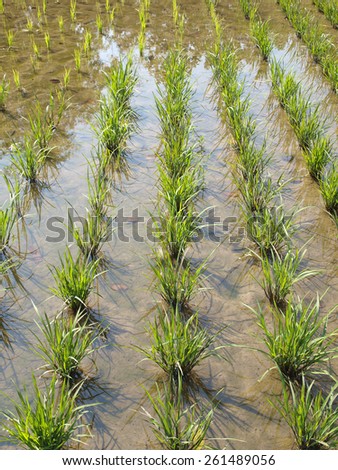 Rice seedlings in the rice farm nursery
